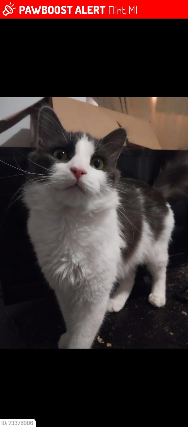 Lost Male Cat last seen Dakota Ave between Averill and Dexter, Flint, MI 48506