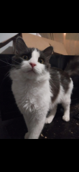 Lost Male Cat last seen Dakota Ave between Averill and Dexter, Flint, MI 48506
