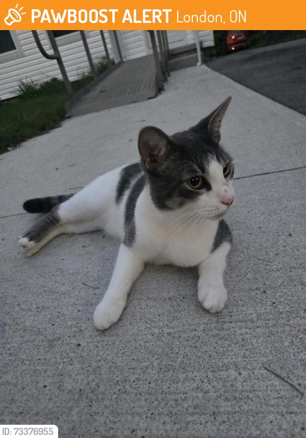 Found/Stray Unknown Cat last seen Glenwood ave, London, ON 