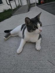 Found/Stray Unknown Cat last seen Glenwood ave, London, ON 