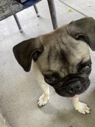 Found/Stray Female Dog last seen Orange ave and merced ave, West Covina, CA 91790