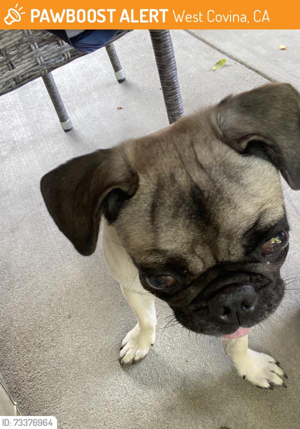 Found/Stray Female Dog last seen Orange ave and merced ave, West Covina, CA 91790