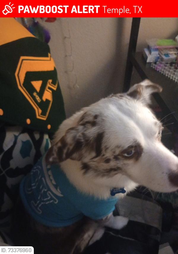 Lost Male Dog last seen Bowling alley, Temple, TX 76508