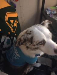 Lost Male Dog last seen Bowling alley, Temple, TX 76508