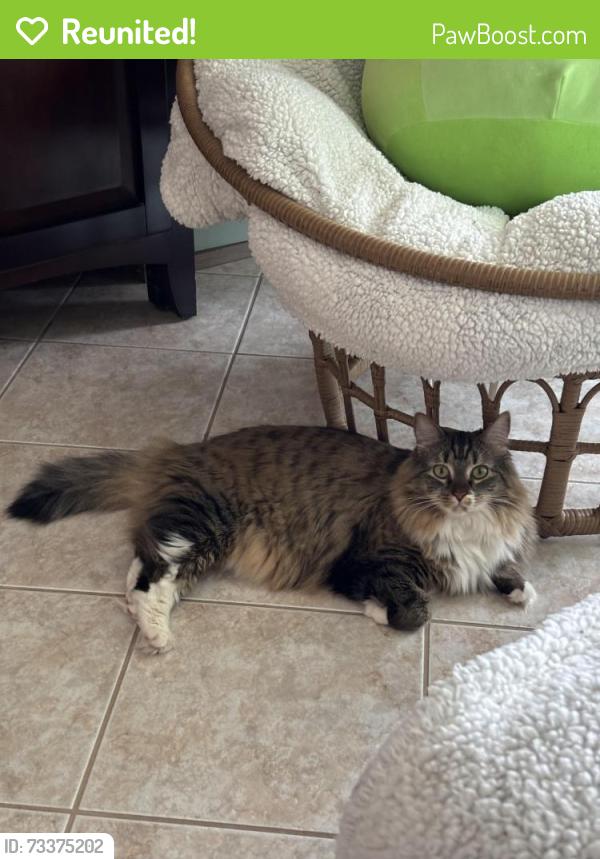 Reunited Female Cat last seen Banyan Trails & Winston Park, Coconut Creek, FL 33073