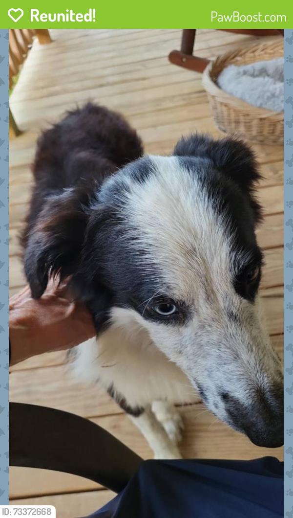 Reunited Male Dog last seen Kilpatrick St by the Bus Barn/Airport, Cleburne, TX 76033