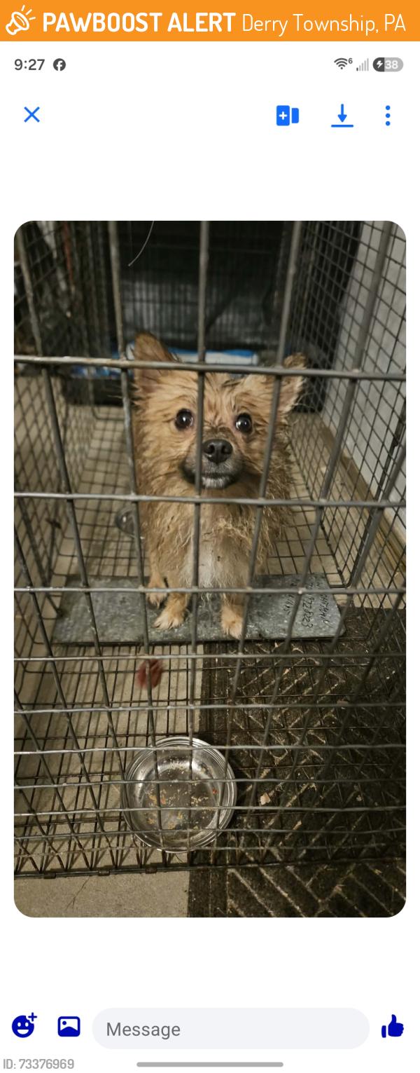 Found/Stray Male Dog last seen Pittsburgh st in Derry, Derry Township, PA 15671