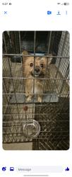 Found/Stray Male Dog last seen Pittsburgh st in Derry, Derry Township, PA 15671