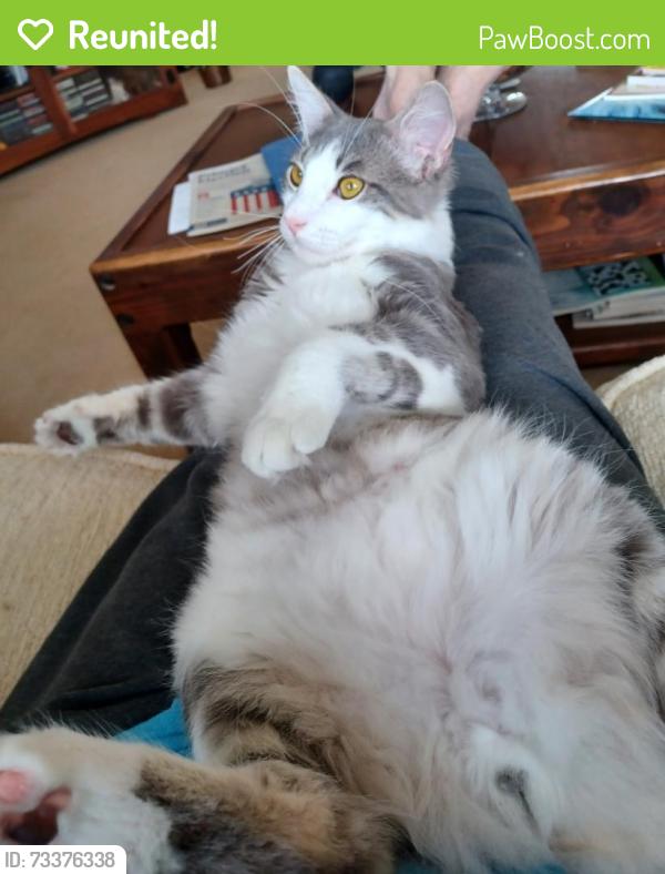 Reunited Male Cat last seen Crest Dr and Hickoryhill Dr, Encinitas, CA 92024