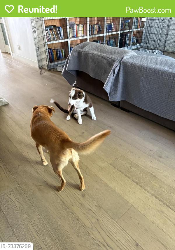 Reunited Female Dog last seen Em camino and crescent, Burlingame, CA 94010