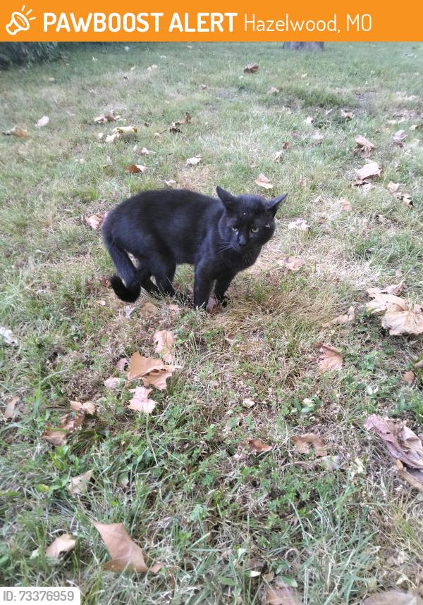 Found/Stray Male Cat last seen Lindbergh Blvd, Hazelwood, MO 63042