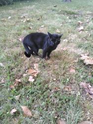 Found/Stray Male Cat last seen Lindbergh Blvd, Hazelwood, MO 63042