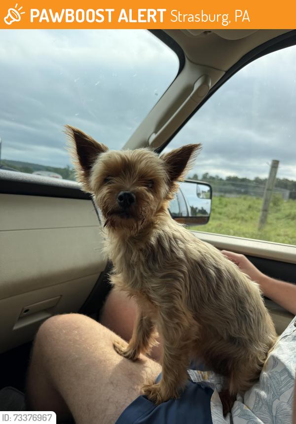 Found/Stray Female Dog last seen Mount Eden Lutheran, Strasburg, PA 17579
