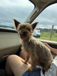 Found/Stray Female Dog last seen Mount Eden Lutheran, Strasburg, PA 17579