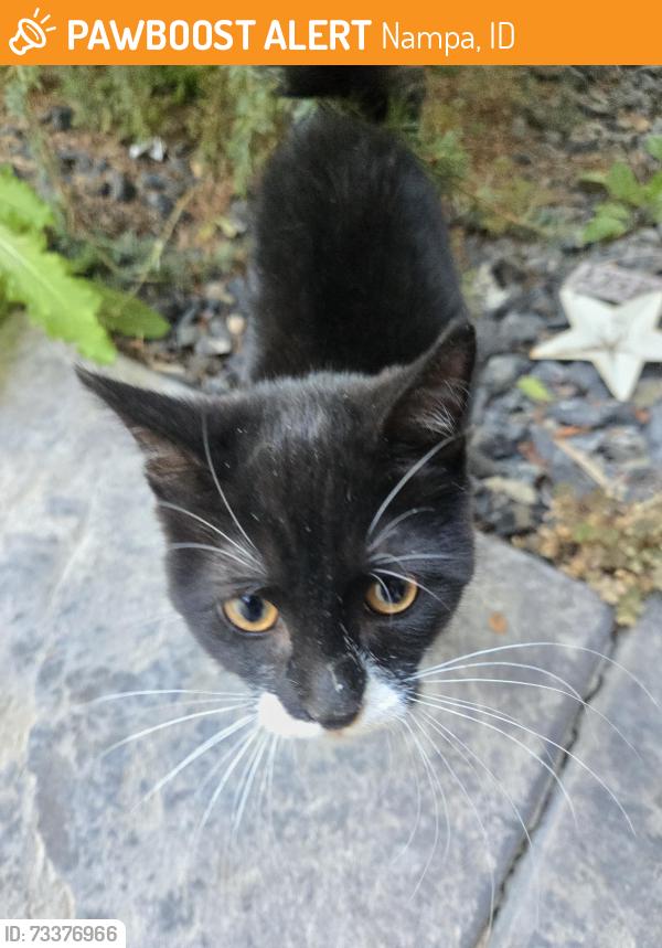 Found/Stray Unknown Cat last seen Discovery Pointe, Nampa, ID 83651