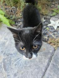 Found/Stray Unknown Cat last seen Discovery Pointe, Nampa, ID 83651