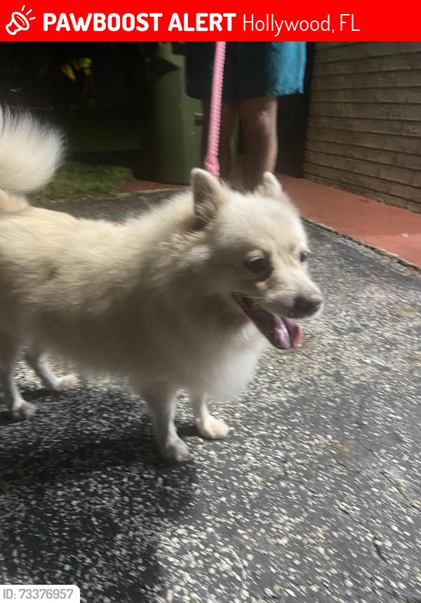 Lost Male Dog last seen Hiatus between taft and jjohnson st, Hollywood, FL 33026