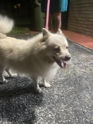 Lost Male Dog last seen Hiatus between taft and jjohnson st, Hollywood, FL 33026