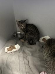 Shelter Stray Unknown Cat last seen Near PIPPIN WAY, Citrus Heights, CA, 6201 Florin Perkins Rd, Sacramento, CA 95828, USA