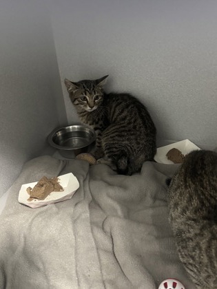 Shelter Stray Unknown Cat last seen Near PIPPIN WAY, Citrus Heights, CA, 6201 Florin Perkins Rd, Sacramento, CA 95828, USA
