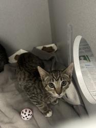 Shelter Stray Unknown Cat last seen Near PIPPIN WAY, Citrus Heights, CA, 6201 Florin Perkins Rd, Sacramento, CA 95828, USA