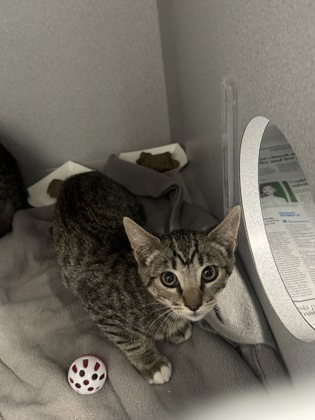 Shelter Stray Unknown Cat last seen Near PIPPIN WAY, Citrus Heights, CA, 6201 Florin Perkins Rd, Sacramento, CA 95828, USA