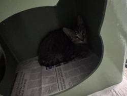 Shelter Stray Unknown Cat last seen Near PIPPIN WAY, Citrus Heights, CA, 6201 Florin Perkins Rd, Sacramento, CA 95828, USA