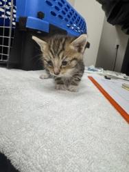 Shelter Stray Male Cat last seen Near 6TH PKWY, Sacramento County, CA, 6201 Florin Perkins Rd, Sacramento, CA 95828, USA