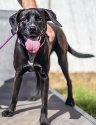 Shelter Stray Female Dog last seen Near Derrydown Way, Decatur, GA 30030, 30030, GA, 3280 Chamblee Dunwoody Rd, Chamblee, GA 30341, USA