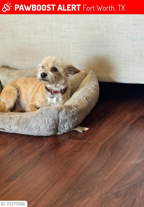 Lost Male Dog last seen Burton Ave, Fort Worth, TX 76105