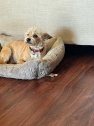 Lost Male Dog last seen Burton Ave, Fort Worth, TX 76105