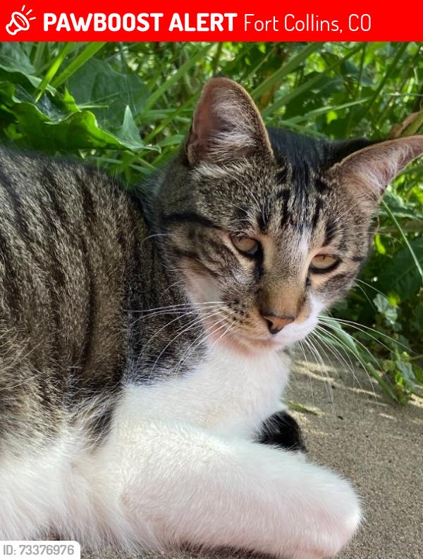 Lost Male Cat last seen Taft hill and drake, Fort Collins, CO 80526