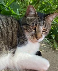 Lost Male Cat last seen Taft hill and drake, Fort Collins, CO 80526