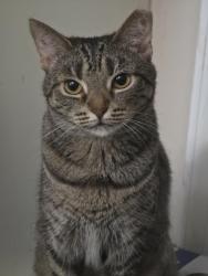 Lost Female Cat last seen Andrews and Mccarter, Fountain Inn, SC 29644
