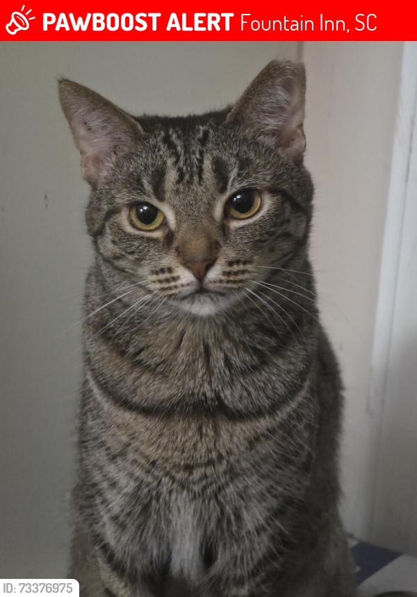 Lost Female Cat last seen Andrews and Mccarter, Fountain Inn, SC 29644