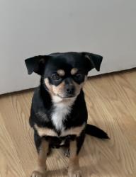 Reunited Male Dog last seen Sharon Way, Modesto, CA 95350, USA, Modesto, CA 95350