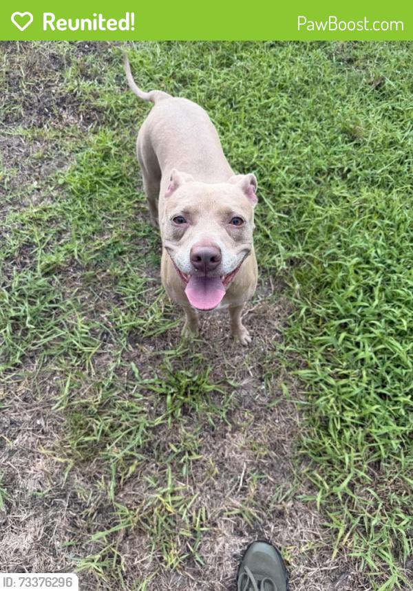 Reunited Female Dog last seen Watson Road/Deerfield Trace Community, St. Augustine, FL 32085