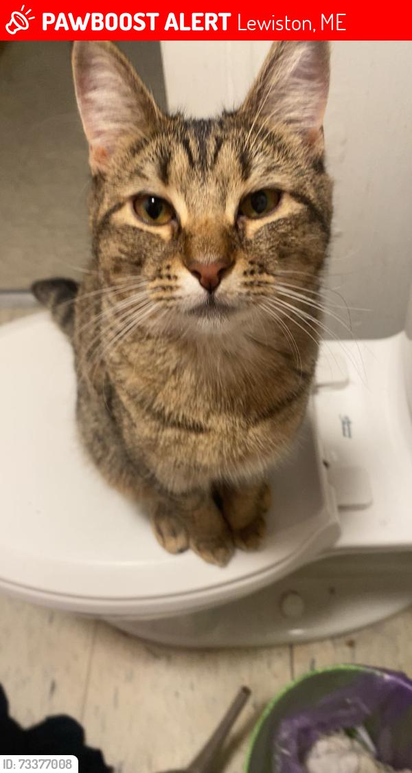 Lost Female Cat last seen Lionel potvin park, Lewiston, ME 04240