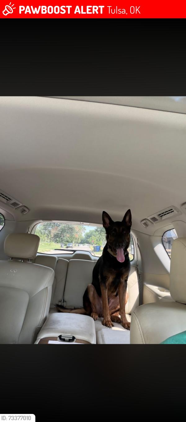Lost Male Dog last seen 5th and peoria, Tulsa, OK 74120