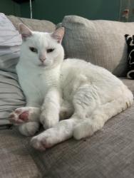 Lost Female Cat last seen Lotus St & Buxley St (near Cambridge Village Park), Houston, TX 77045