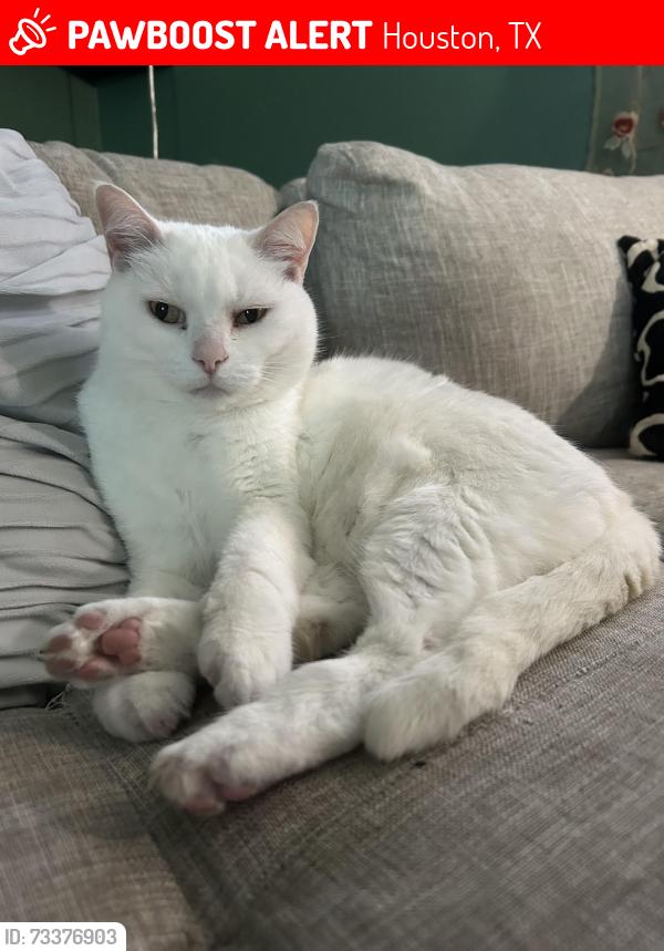 Lost Female Cat last seen Lotus St & Buxley St (near Cambridge Village Park), Houston, TX 77045