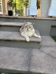 Lost Male Cat last seen Devon St, Paddington, QLD 4059