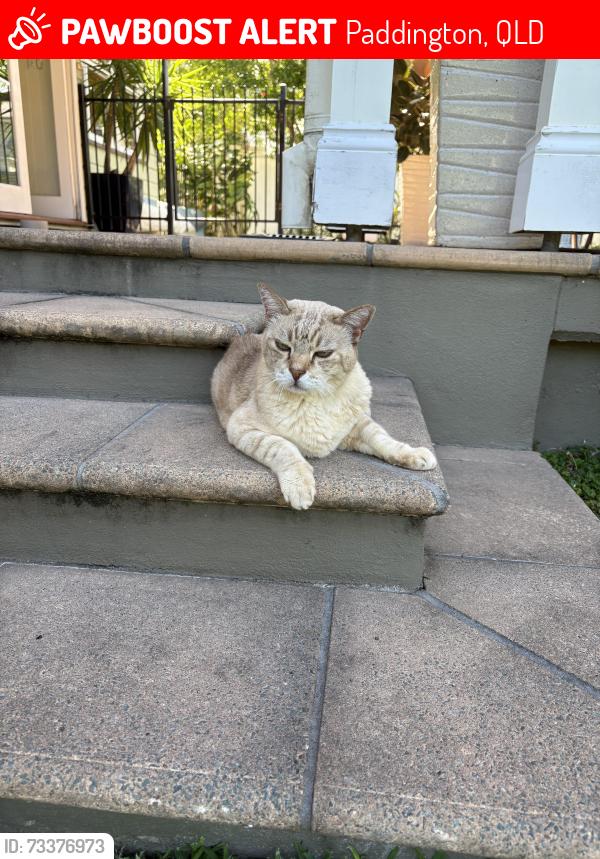 Lost Male Cat last seen Devon St, Paddington, QLD 4059