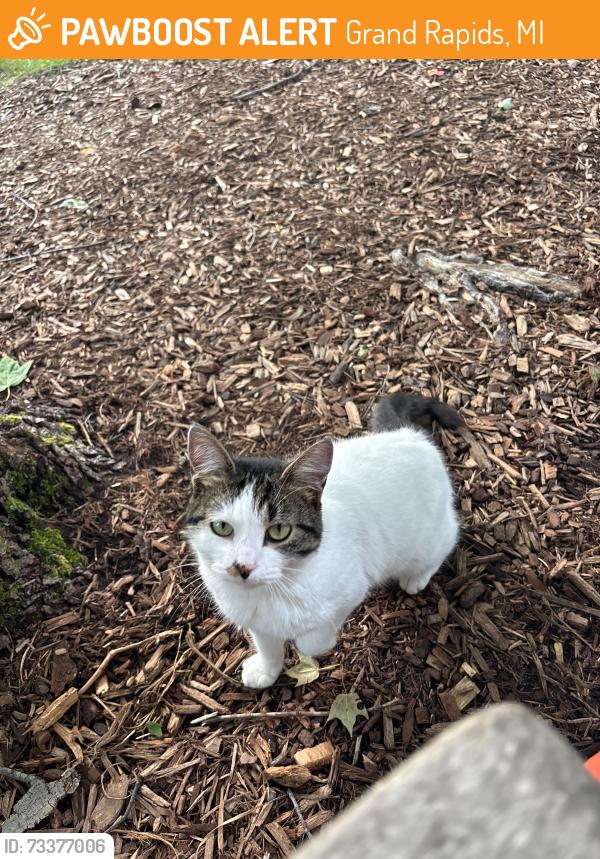 Found/Stray Female Cat last seen Plainfield and 4 Mile NE, Grand Rapids, MI 49525