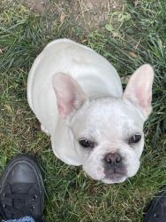 Lost Female Dog last seen Dallas Ave S, Seattle, WA 98108