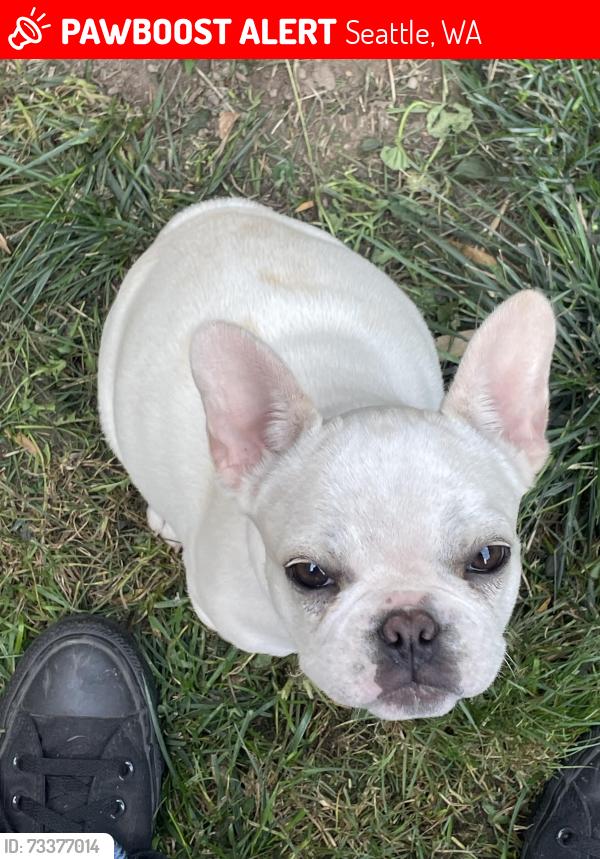 Lost Female Dog last seen Dallas Ave S, Seattle, WA 98108