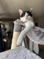Lost Female Cat last seen McCord Cir Fountain Valley, Fountain Valley, CA 92708