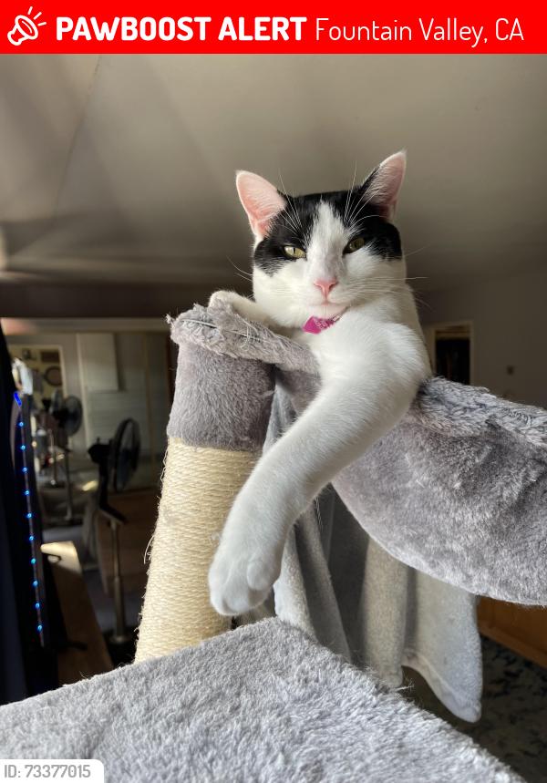 Lost Female Cat last seen McCord Cir Fountain Valley, Fountain Valley, CA 92708