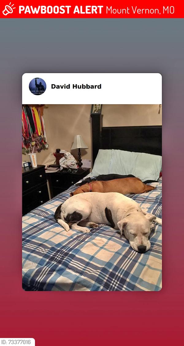 Lost Female Dog last seen 13049Lawrence2102, Mount Vernon, MO 65712