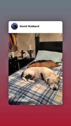 Lost Female Dog last seen 13049Lawrence2102, Mount Vernon, MO 65712